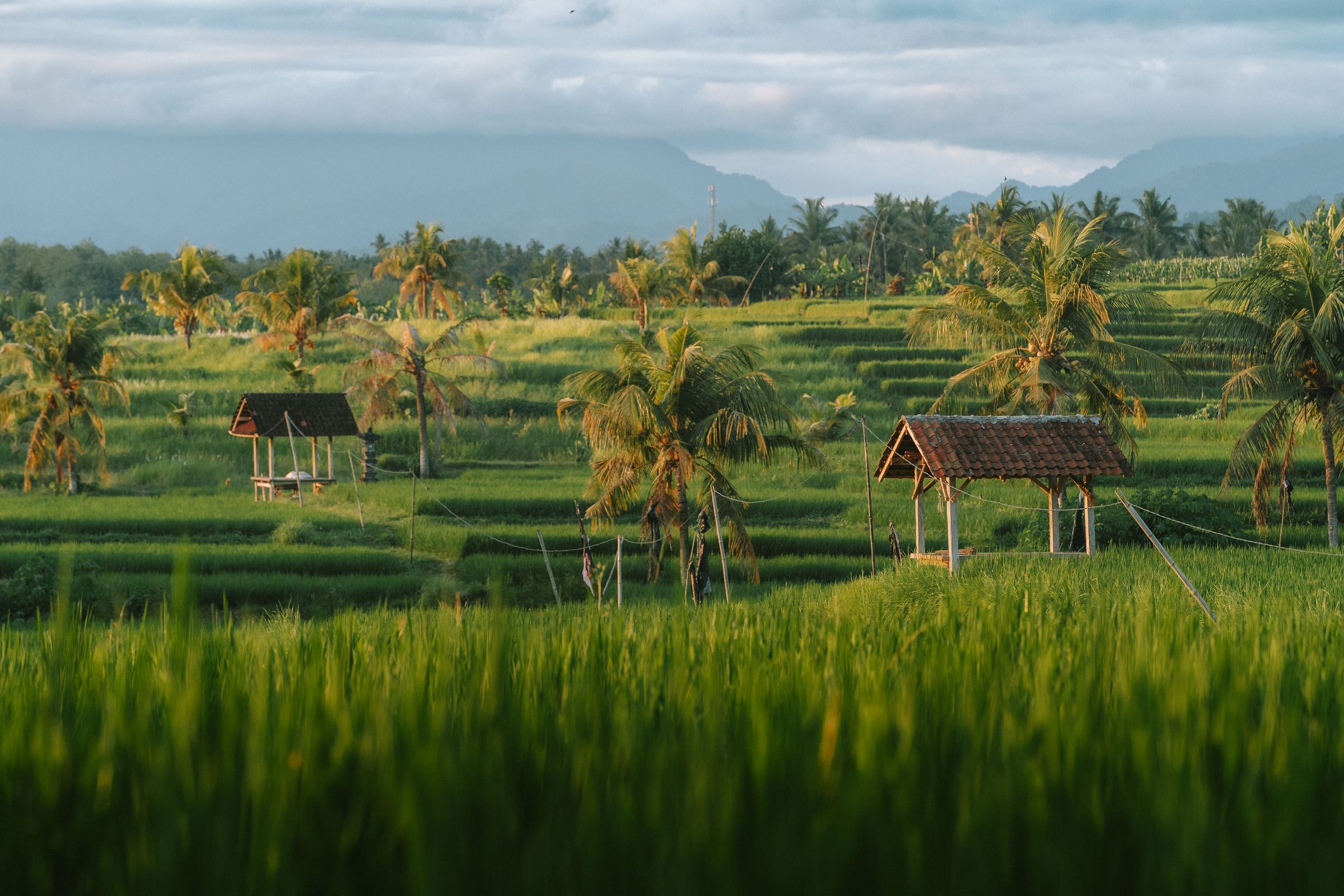Lush landscapes